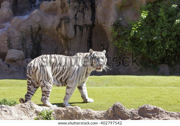 Rare White Tiger Stock Photo 402797542 | Shutterstock