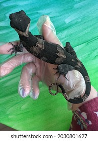 Rare Wild Caught Night Stalker Gecko On A Gloved Hand Over A Canvas