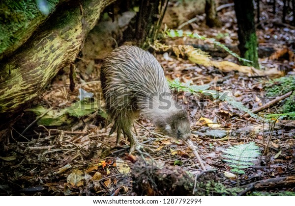 Rare wild Kiwi bird\
foraging in forest of Ulva Island, New Zealand, the only place\
where Kiwi birds can be seen during daytime. Southern Brown Kiwi,\
Apteryx Australis.