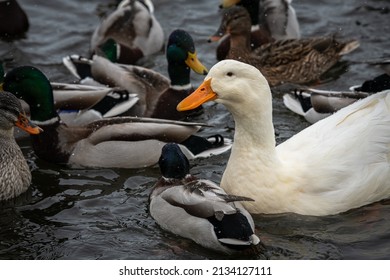 Rare Wild White Duck Mutant Fighting Ducks For Food On Winter Lake, Wildlife And Survival