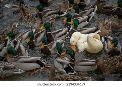 Rare Wild White Duck Mutant Fighting Ducks For Food On Winter Lake, Wildlife And Survival