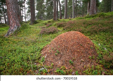 Rare wood ants nest in the caledonian Pine Forest in the Cairngorm mountains of Scotland.