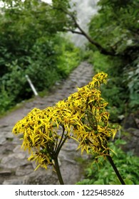Rare Yellow Wild Himalayan Flower Ligularia Amplexicaulis On A Hiking Trail, Visible Trekkers In The Background. Monsoon Trek To Valley Of Flowers National Park, Unesco World Heritage Site In India.