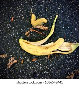 Rarely Seen Banana Slug With A Banana Peel Side By Side. Captured At University Of Santa Cruz Right After A  Rain. Banana Slug Is The Mascot Of University Of Santa Cruz.