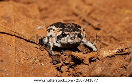 The rarely seen Eastern Rose's rain frog (Breviceps rosei vansoni)
