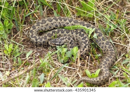 Similar – Vipera ursinii rakosiensis in situ