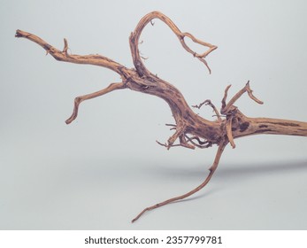 Rasamala wood roots isolated on a white background, often used as an aquatic or non-aquatic decoration

