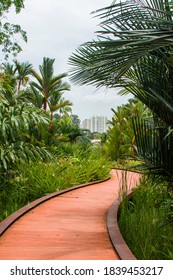 Rasau Walk In Jurong Lake Gardens. A Meandering Boardwalk Along The Water’s Edge, Rasau Walk Enables Visitors To Get Up Close With Nature. Plants Along Rasau Walk Thrive In The Riparian Zone.