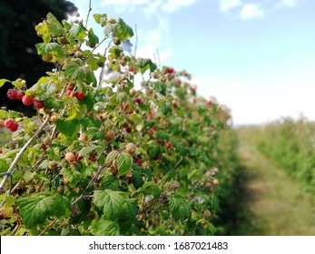 Rasberry Bush In The Summer On A Farm