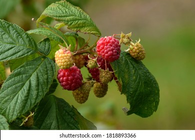 Rasberry On The Bush Photo