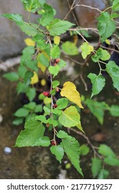 Rasberry Plant In The Garden