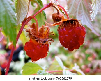 Raspberries With Dew Mount Graham