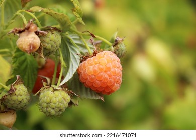 Raspberries Growing Up In The Garden