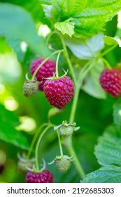 Raspberries Growing In Garden. Fresh Berries Bathing In Sun. Ecological Garden Concept.