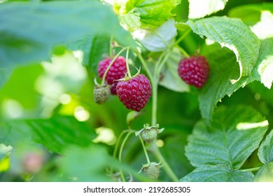 Raspberries Growing In Garden. Fresh Berries Bathing In Sun. Ecological Garden Concept.