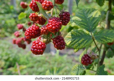 Raspberries Growing On A Plant Bunch