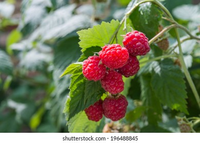 Raspberries Growing On A Plant Close Up