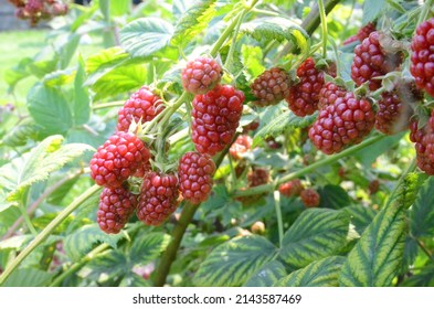 Raspberries Growing On A Plant Close Up