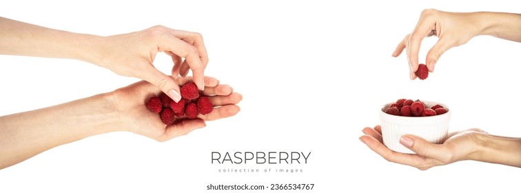 Raspberries in hands isolated on white background. High quality photo - Powered by Shutterstock