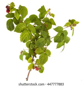 Raspberries On A Branch. Of The Bush Isolated On White Background