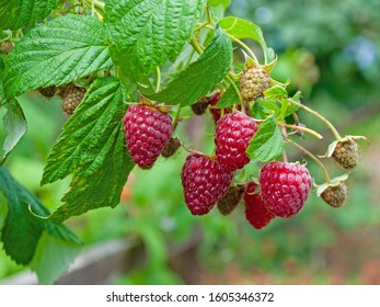 Raspberries On The Bush In The Garden