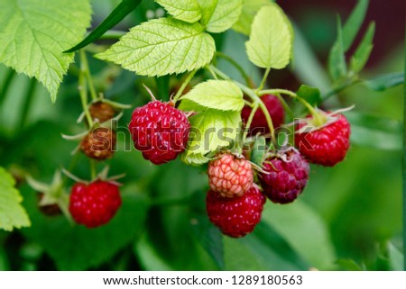 Similar – Image, Stock Photo Raspberry bush in the the farm