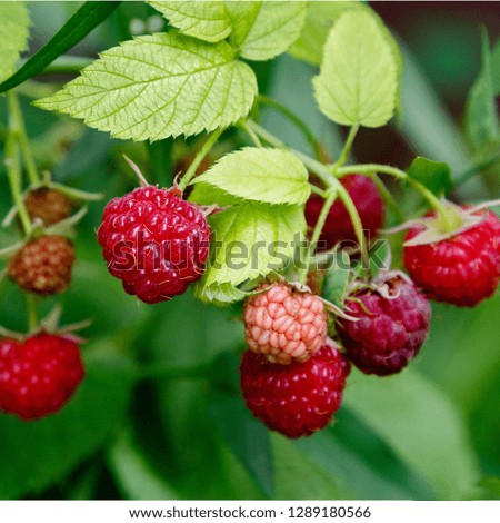 Similar – Image, Stock Photo Raspberry bush in the the farm