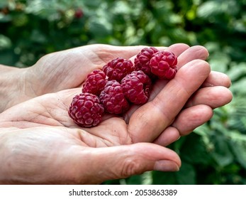 raspberries in the palm of your hand