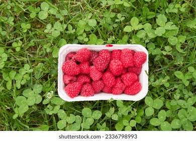 Raspberries  in a punnet on a grass and clover background
