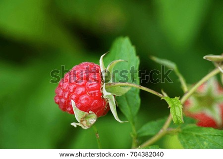 Similar – Image, Stock Photo cranberry wild strawberry