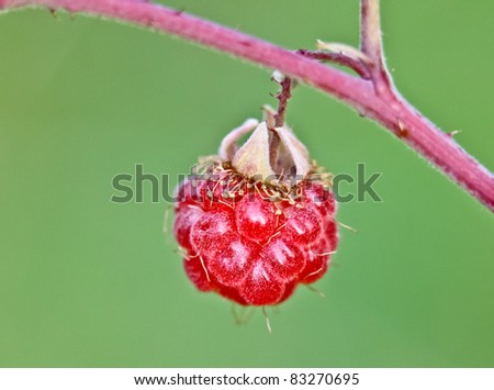 Similar – Image, Stock Photo cranberry wild strawberry