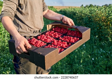 Raspberry agriculture business. Farmer cultivating and harvesting fruit. Hand hold or carry crate with summer Raspberry. Box or container with ripe berries.