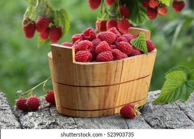 Raspberry Basket Near Raspberry Bush