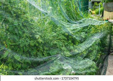 raspberry bed is covered with a protective net from birds. protection of berry crops in the garden