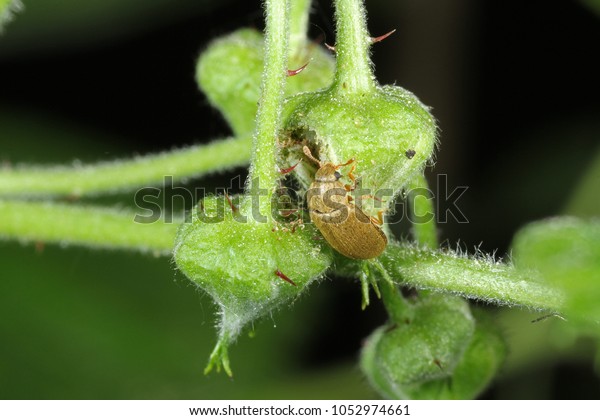 ラズベリーの花芽に落ちたラズベリー甲虫 Byturus Tomentosus ラズベリー ブラックベリー ロガンベリーの植物に影響を与える主な害虫である フルーツミ科のカブトムシである の写真素材 今すぐ編集