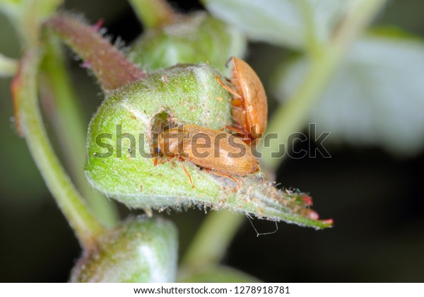ラズベリーの花芽に落ちたラズベリー甲虫 Byturus Tomentosus ラズベリー ブラックベリー ロガンベリーの植物に影響を与える主な害虫であるbyturiaeのフルーツワーム科のカブトムシである の写真素材 今すぐ編集