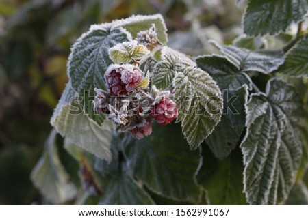 Raspberry berries are covered with hoarfrost. Remontant raspberries in the frost.