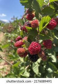 Raspberry And Blackberry Picking Garden