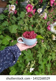 Raspberry in a blue ceramic Cup in a woman's hand on a background of mallow flowers