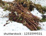 Raspberry branch bundle after pruning.