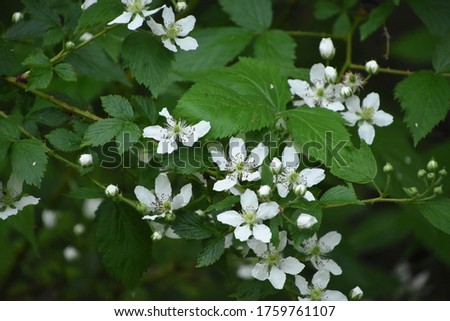 Similar – Image, Stock Photo Raspberry bush in the the farm