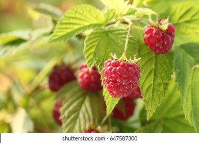   Raspberry Bush Plant