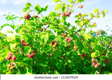 Raspberry Bush Raspberries