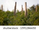 raspberry bush of the Vilamette type on an organic farm on a mountain in Serbia, Kursumlija region, near Zuc / Himmbeeren Strauch auf einer Bio Pantage in Südserbien auf einem Berg an der Toplica