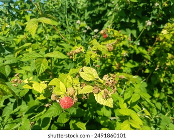 A raspberry bush in the yard