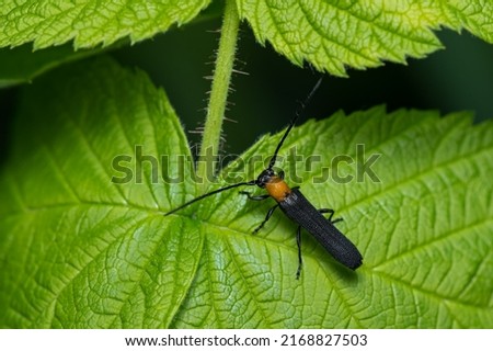 A Raspberry Cane Borer is resting on a green leaf. Taylor Creek Park, Toronto, Ontario, Canada.