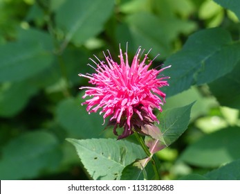 Raspberry colored monarda, bee balm