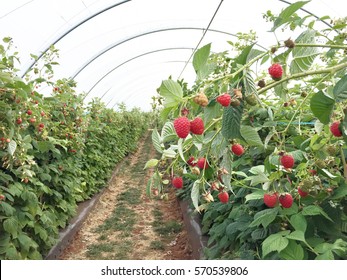 Raspberry Farm In Tasmania, Australia / If You Go To Australia For Working Holiday, You Should Try To Working In Raspberry Farm!