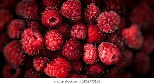 Raspberry fruit background. depth of field, soft focus - Shutterstock ID 1952775136