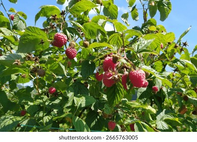 Raspberry fruit, ready to pick. Black Willamette variety. Ivanjica, Serbia.